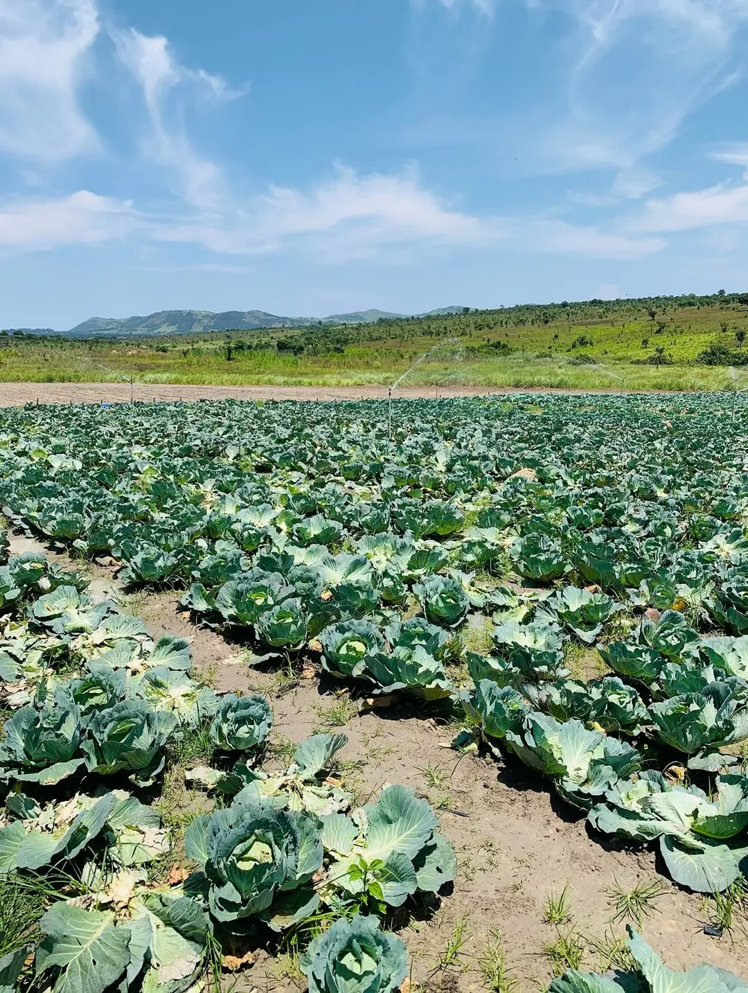 Campo de couves