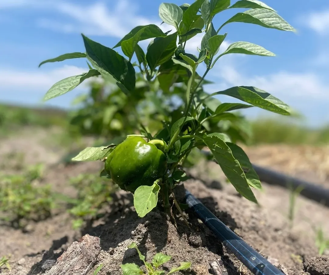 Plantação de pimento
