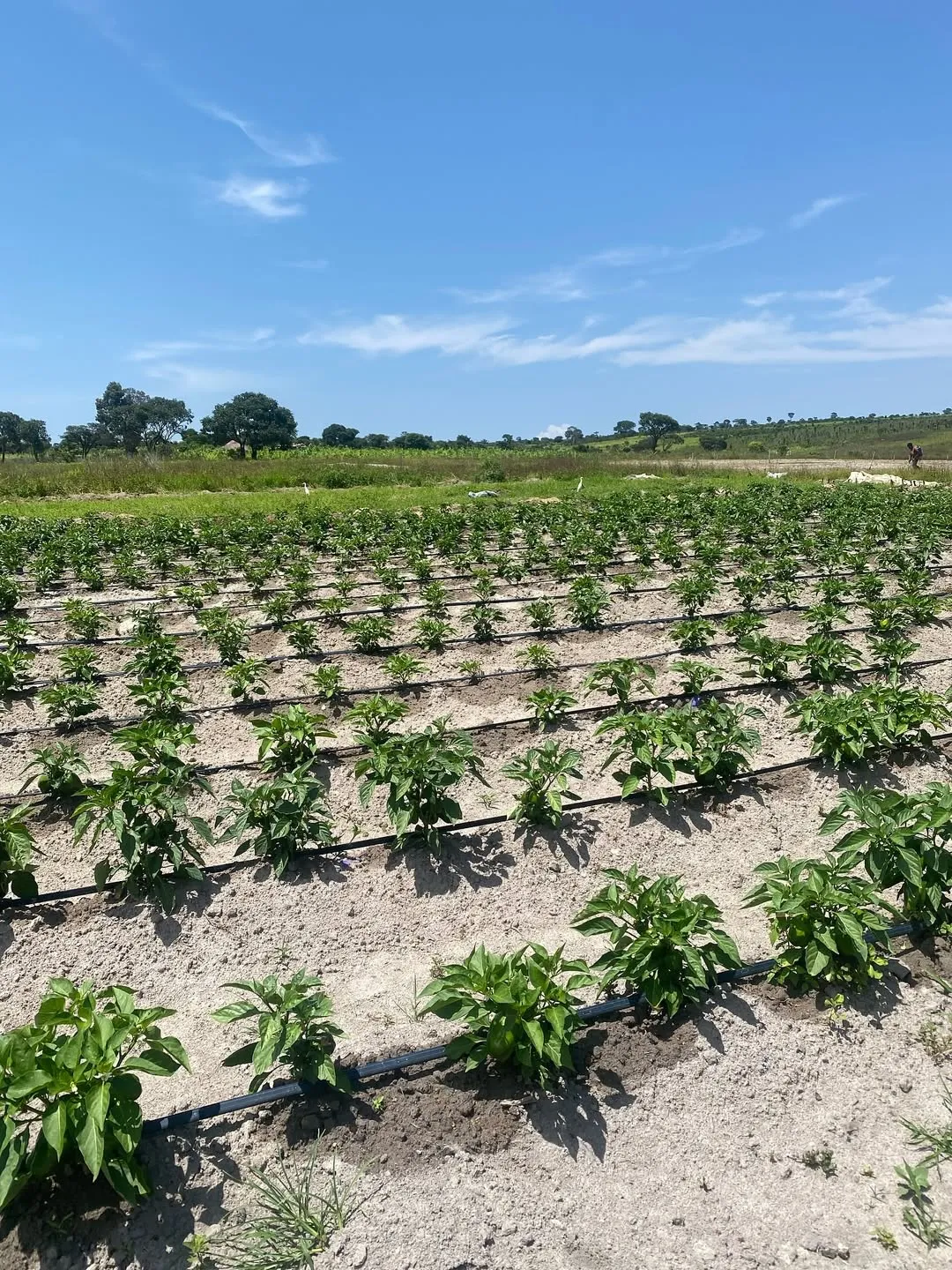 Cultivo de pimento com gotejamento